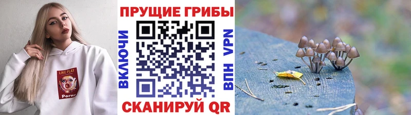 хочу   Орск  Галлюциногенные грибы GOLDEN TEACHER 